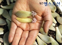 약물로 쓰이는 허브 500가지,차로 마시고 향기 맡고… 난치병에 효과 기대