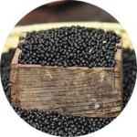 항산화력 최고 블랙푸드는 서목태