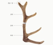 시중에서 구하기 쉬워진 녹용, 구입 전 가장 먼저 고려해야 할 점은?