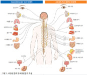 멋진 이성 보면 심장이 “쿵쾅쿵쾅”… 교감신경 때문 [의사에게 배우는 인체생리학]