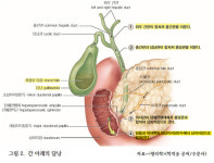 ‘쓸개 빠진 놈’… 몸에는 어떤 문제가? [의사에게 배우는 인체생리학]