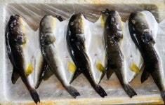 전남 완도 마을서 복어 먹은 뒤 숨져… 안전하게 먹으려면