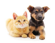 고양이, 개보다 코로나19 감염 위험 더 크다