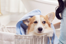 반려견에게 진드기 안 옮으려면 이곳 깨끗이 씻겨야