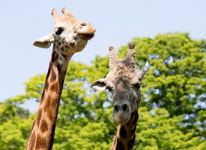 인간은 100세 사는데, 기린은 24세 밖에 못 사는 이유