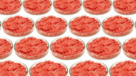 세포 농업 들어보셨나요? 스페이스에프가 띄운 국제 학술 연대