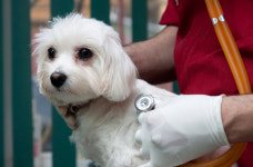 심장병 강아지, 당뇨병 고양이… ‘간병’에 애타는 반려인들 [멍멍냥냥]