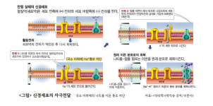 ‘부분 마취제’는 몇 분 뒤에 마취 풀릴까? [의사가 설명하는 약물 이야기]