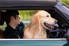 다양한 펫보험 나와… 반려동물 교통사고 위로금 주기도 [멍멍냥냥]