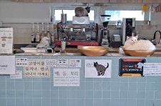 고양이가 귀여운 동네 카페, ‘불법 영업’이라고? [멍멍냥냥]