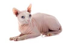 고양이 털 없어서 편하다? 헤어리스 품종, 피지 분비량 많아 목욕 자주 시켜야 [멍멍냥냥]