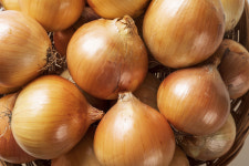 요즘 제철 ‘햇양파’… 일반 양파보다 달콤한 이유는?