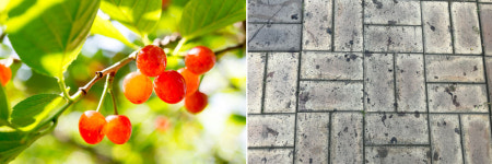 길바닥 검은 얼룩, 알고 보니 달달한 ‘이 열매’ 자국