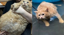 “러닝머신 타며 다이어트” 17kg 비만 고양이 화제… 왜 쪘나 봤더니?