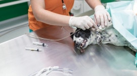 “마취 사고 있었다” 경쟁 동물병원 허위 댓글에 피해 봤는데… 처벌 어렵다고? [멍멍냥냥]