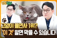 [멍멍냥냥 TV] 고양이 돌연사 1위 심근비대증, ‘이것’ 알면 막을 수 있습니다