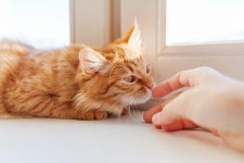 [멍멍냥냥] 친구 데려왔는데, 우리 집 고양이가 자꾸 ‘킁킁’ 하는 이유