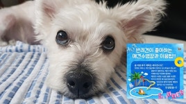 [이슈] 반려견 종합 정보앱 하트독 댕댕이 동반 수도권 수영장 명소 추천