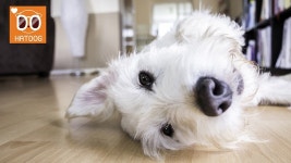 [이슈] 하트독, 애견동반 호캉스 인기 호텔 소개