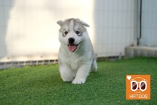 [이슈] 허숙희 양은 뛰고 싶다 하트독, 주목받는 애견 운동장 추천