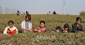(9)CHINA-GUIZHOU-DROUGHT-TEA (CN)