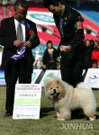 CHINA-BEIJING-CKU DOG SHOW (CN)