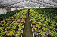 CHINA-ECONOMY-2012 GDP-SLOWER GROWTH (CN)