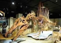 U.S.-WASHINGTON D.C.-SEMIAQUATIC DINOSAUR-SPINOSAURUS AEGYPTIACUS