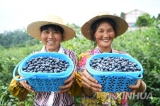 CHINA-CHONGQING-BLUEBERRY INDUSTRY-RURAL DEVELOPMENT (CN)
