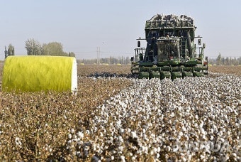 CHINA-XINJIANG-COTTON-HARVEST (CN)