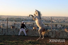 JORDAN-AMMAN-ARABIAN HORSE