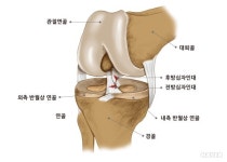 [정문균의 리컨디셔닝] 전방십자인대 손상 후 복귀까지의 두 번째 순서