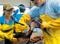 기름 범벅 펠리컨, 죽는 길인 줄 모르고 날개 퍼덕