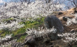 [조용철의 산에서 들에서]산에는 꽃피네 꽃이 피네