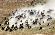 [Wide Shot] 54마리가 3만 마리로 … 멸종 벗어난 미국 들소