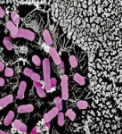 [김은기의 ‘바이오 토크’] 뱃속 세균 잡는 유산균 우울증·자폐증도 막아준다