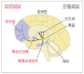두뇌는 천연약국, 가짜 비아그라 먹어도 17%는 성공
