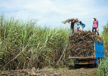 [WIDE SHOT] MSG 품은 사탕수수 농장