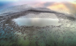 금강하구는 지금 가창오리 천국