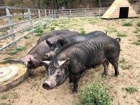 지구에 딱 300마리…DNA 다른 100년 전 돼지고기 맛