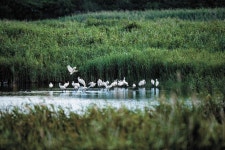 갈대숲 속 저어새 마을