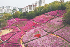 다시 찾은 철쭉 동산