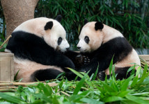 귀국날 강바오 함께 간다니 안심이야… 푸바오, 사계절 죽순 먹방으로 만나자