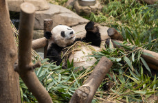귀국날 강바오 함께 간다니 안심이야… 푸바오, 사계절 죽순 먹방으로 만나자