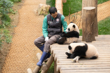 귀국날 강바오 함께 간다니 안심이야… 푸바오, 사계절 죽순 먹방으로 만나자