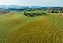 보리싹의 초록으로 물들어 가는 황토밭