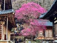 봄꽃극장 올해는 다르다 … 매화·목련·벚꽃 동시 상영