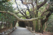 [국회보 2014년 4월호] 꽃섬엔 지금 그리움이 눈물처럼 후드득 떨어진다 오동도 동백숲