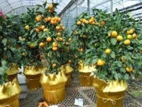 손쉽게 키울 수 있는 나만의 귤 농장 황금낭