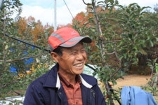 [르포] 정선 산사과래요…고랭지 재배지가 사과밭으로